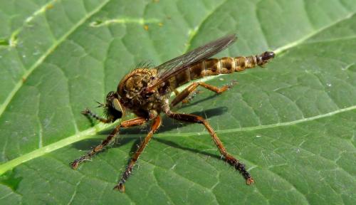 Tolmerus atricapillus